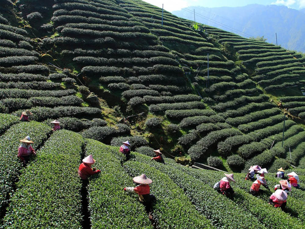 Alishan Tea estates in Taiwan Highest Mountain