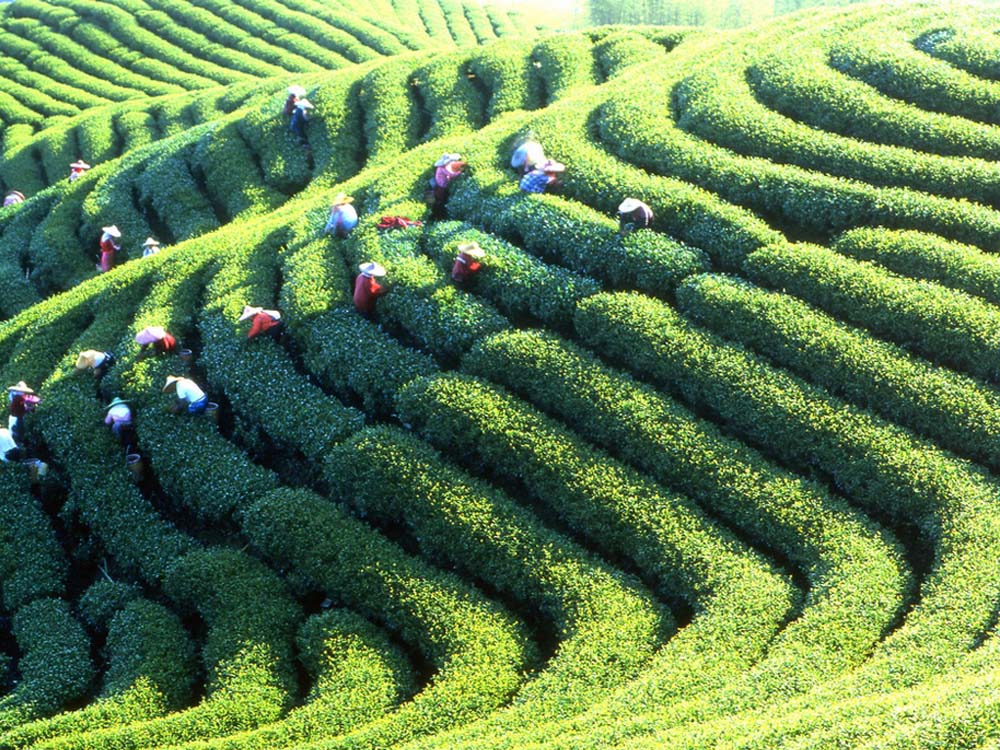 Dong Ding Oolong tea estates in Taiwan Highest Mountain